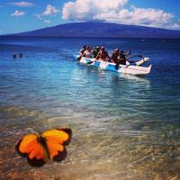 Maui Paddle Sports (@mauipaddlesport) 's Twitter Profile