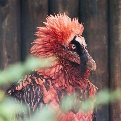 The Bearded Vulture ζ