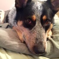 Brisco (@briscomutt) 's Twitter Profile