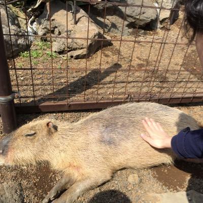 sakumadaiki's profile picture. 