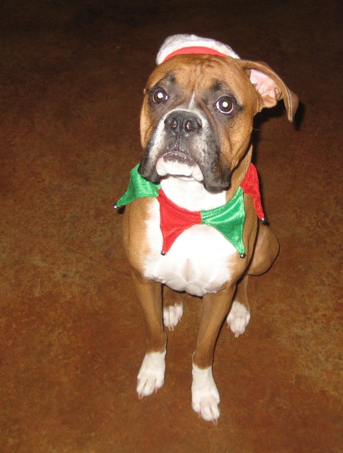 I am a AKC registered Male Flashy Fawn Boxer and I get crazier every day.