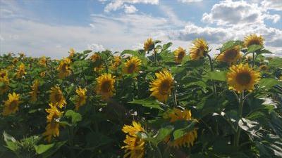 kvoieu_135's profile picture. 