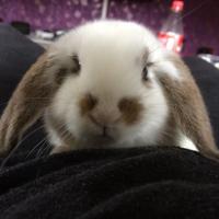 Bitcoin⚡️Bentschi (@bentschemin) 's Twitter Profile