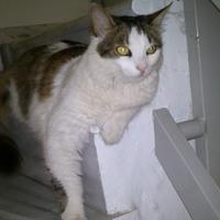 Flow3 Network 🌐 (@tsikenakos) 's Twitter Profile