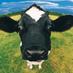 moo (@vermontcow) Twitter profile photo