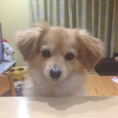 ポメックス 今日は2ヶ月ぶりのトリミング まだまだ寒いので長めのカットにしました カットするとおデブちゃんに見えちゃうんだよねー 夏になったら丸刈りいくよ T Co Iwyfprvamb ポメックス 今日は2ヶ月ぶりのトリミング まだまだ寒いので長めのカットにしました カットするとおデブちゃんに見えちゃうんだよねー 夏になったら丸刈りいくよ T Co Iwyfprvamb