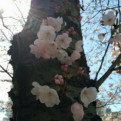 20140307tsu's profile picture. ６３歳までに フルマラソン サブ3.5 ハーフマラソン９０分を切るジジイです。