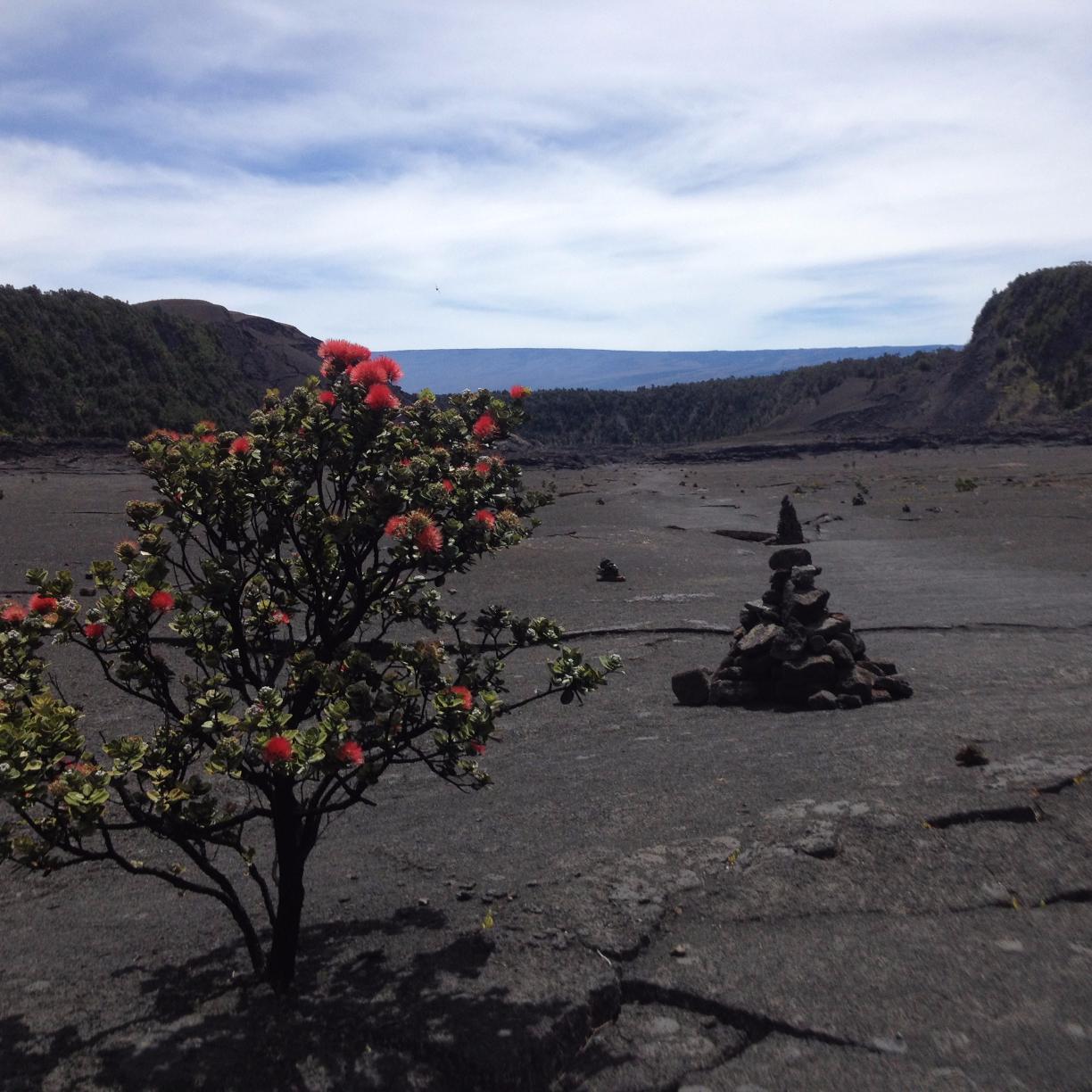 Community ecologist interested in plant-insect interactions, dispersal and biodiversity across scales. Currently Postdoc at @OK_Bio_Survey . Rugby player.