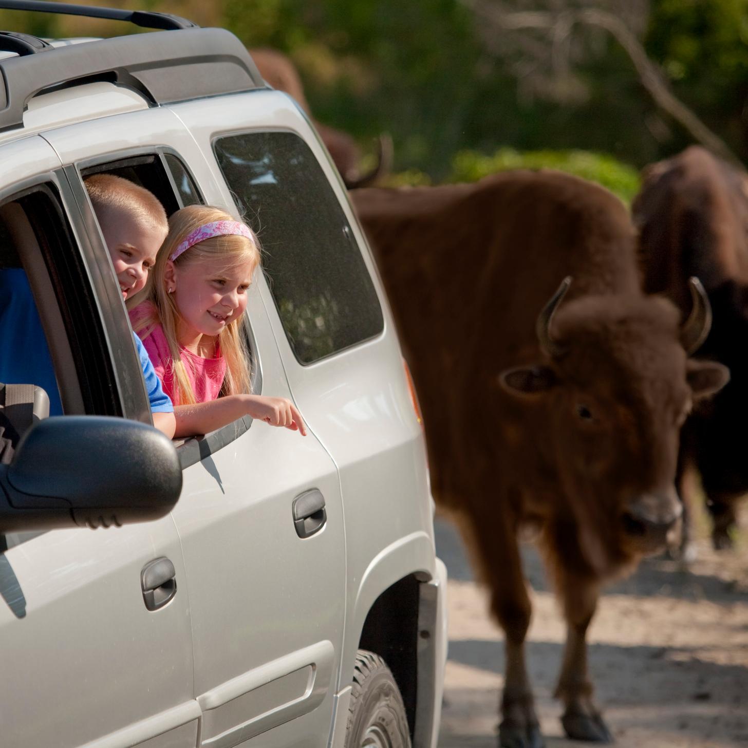 Lee G. Simmons Conservation Park & Wildlife Safari is a four-mile, drive-through North American wildlife adventure. Owned and operated by @OmahaZoo.