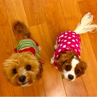 Canine girls of Mommy Marian.