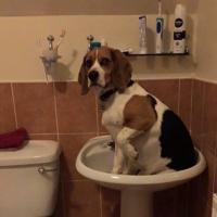 Alfie Mackenzie(@alfiegbeagle) 's Twitter Profile Photo