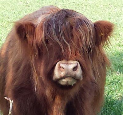 dandycait's profile picture. Mum of 4.  Londoner by birth, Welsh by blood and heart. Stubborn and opinionated.