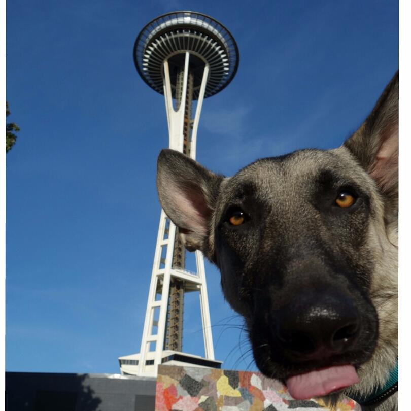 Finding loving homes for surrendered, abandoned and neglected German Shepherd dogs in Washington state and the greater Pacific Northwest region.
