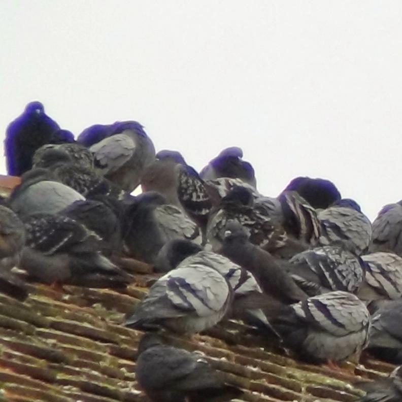 ParkvillePigeon's profile picture. medium-sized bird// composer // general tweeter // bit of a crap version of birdsrightsactivist