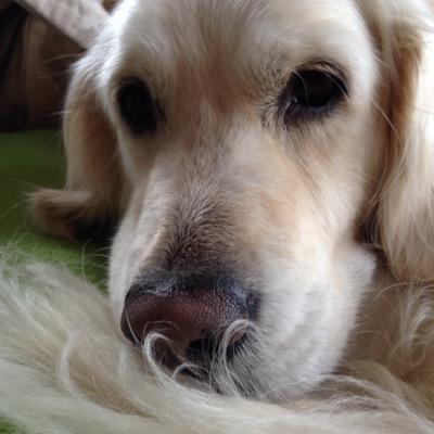 IbanGarrido's profile picture. 