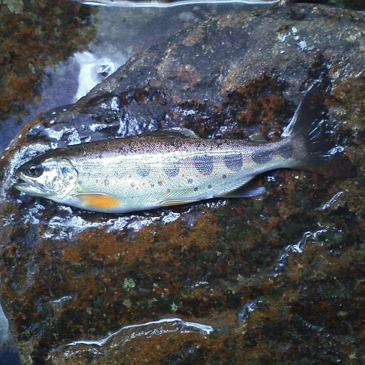 釣り、キャンプ、虫捕り等々、アウトドア三昧やってます