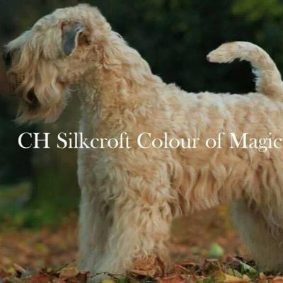 Silkcroft Kennel, breeders and exhibitors of Soft-Coated Wheaten Terriers