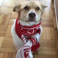 Ruby the Dog (@stevianage) 's Twitter Profile