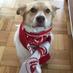 Ruby the Dog (@stevianage) Twitter profile photo Ruby the Dog (@stevianage) Twitter profile photo