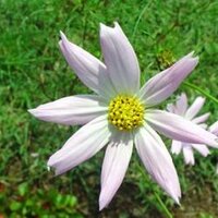 Jie young Kim (@jieyoung) 's Twitter Profile