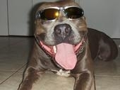 Cajun Blues Kennels Pitbulls