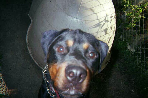 1TrackDotOrg's profile picture. Ride, Row & Romp Responsibly! Chicagoland's Singletrack Canoeing and Sledding Resource.