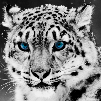 binary_raider's profile picture. 