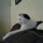 CarolChappell6's avatar