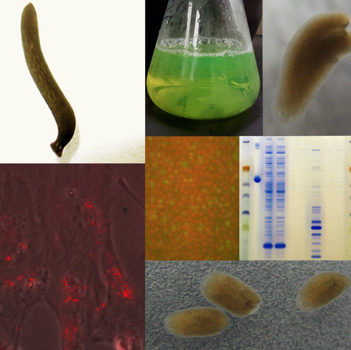 regensci's profile picture. #Syntheticbiology, #aging, #regenerativemedicine, scientistexplorer/#entrepreneurs, tech innovation, #STEM. Tweets by RSI Director of Research Andrew Mendelsohn