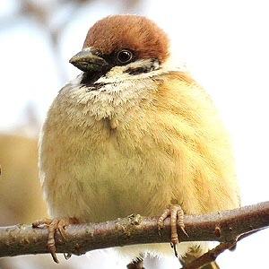 すずめファンです
すずめや野鳥の四季を写真で綴ります
http://t.co/qSEzESgQYZ