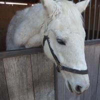 昔の福山競馬のブログの人 (@fck_no_blog) 's Twitter Profile Photo