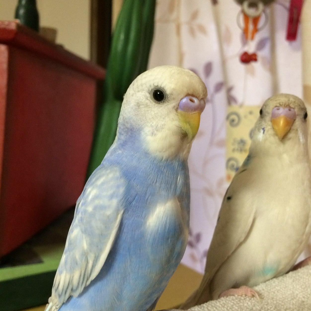 maekyo0120's profile picture. こんにちは！平凡な生活をする事が目標です！でもね、悩みは尽きないです。大阪育ちの神奈川県民です。旅行の準備は当日にする、テキトーな性格です。 #スコティッシュ