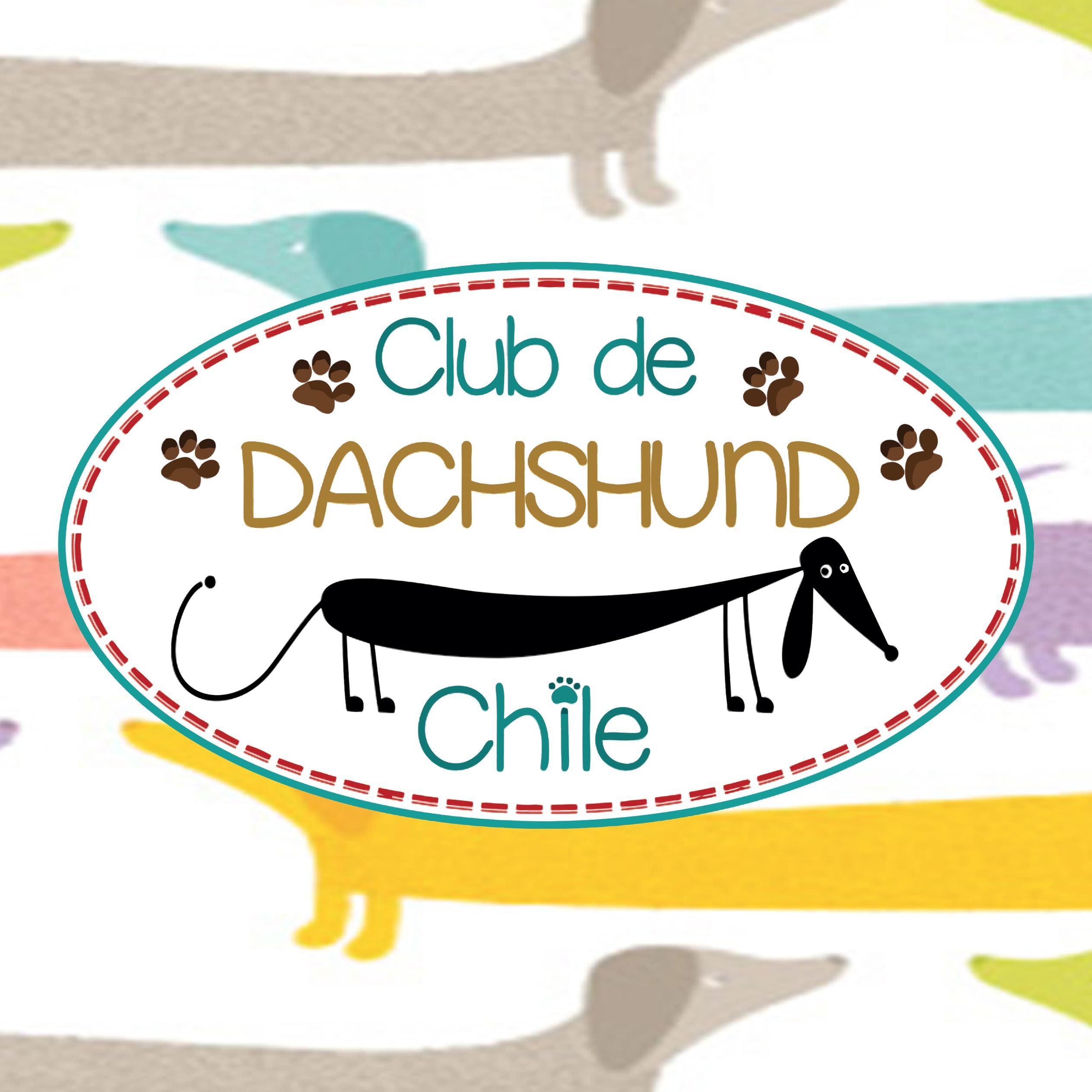 Cuenta de Twitter Oficial del Club de Dachshund Chile, creadores del Día del Salchi en Chile. #SomosSalchilovers Instagram @clubdedachshund_chile