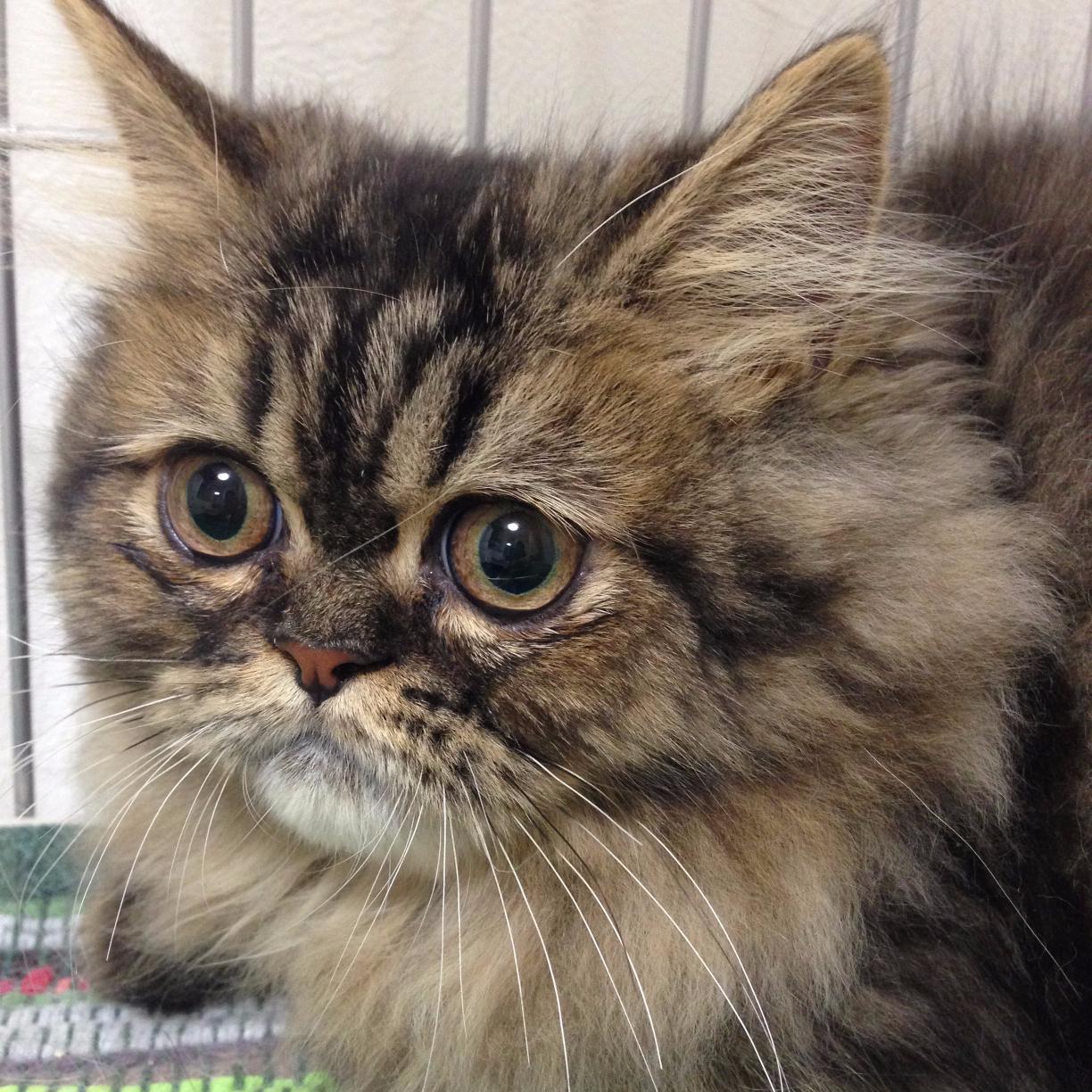 51tuka51's profile picture. 車の運転好き。京都に引越ししました。フォロー、リツイートご自由にどうぞ〜(=ﾟωﾟ)ﾉ