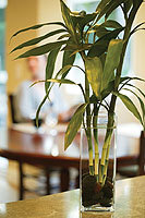 arbonne4evr's profile picture. I am a proud mother of a beautiful girl!  I work daily to make our dreams come true!