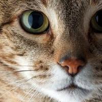 Willian Braga ❁ (@neverping) 's Twitter Profile Photo Willian Braga ❁ (@neverping) 's Twitter Profile Photo