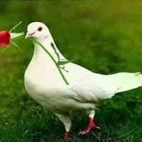 ادورعلى جنس ثالث  (@saptco2004) 's Twitter Profile