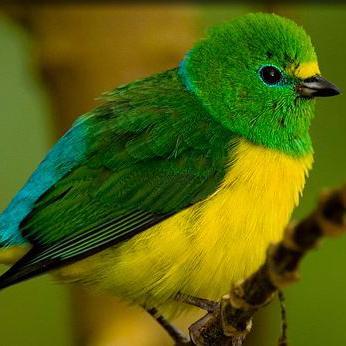 greenbird89's profile picture. 