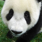 ngromin's profile picture. 