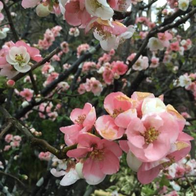 chizuuuuuko's profile picture. 社会人5年目/清泉女子大学卒/日本史中世(土谷ゼミ)卒/清泉祭実行委員会編集局(引退)/apricot38th/テニス/superjunior/最近は舞台etc/大学垢