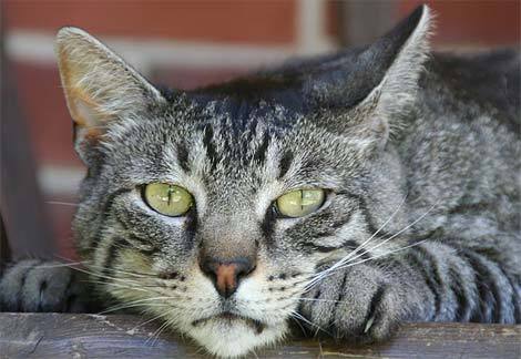 Jacobshafer's profile picture. Writer. Editor. Dad. Extremely sporadic tweeter. Not necessarily in that order.