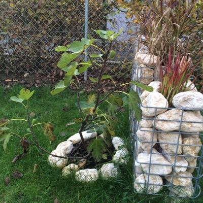 DerDiethelm's profile picture. Meine Bewunderung für mich als Hobbygärtner für den Feigenbaum ist riesig und mich fasziniert diese Pflanze sehr. Mein Ziel ist Feigen im Garten zu kultivieren.