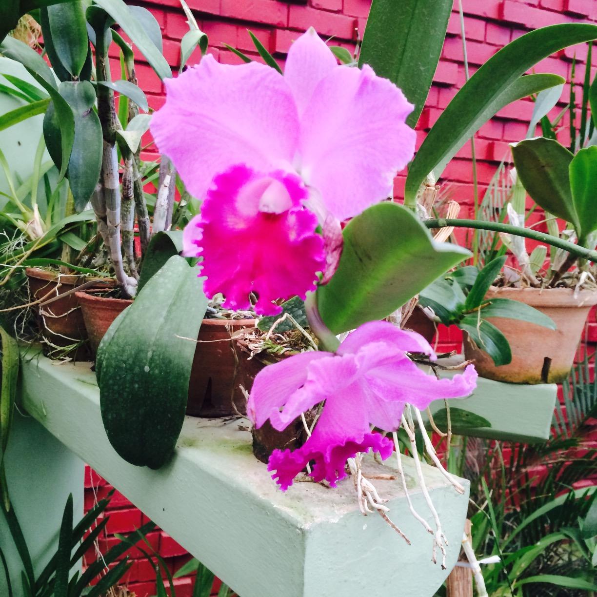 arazacky's profile picture. 