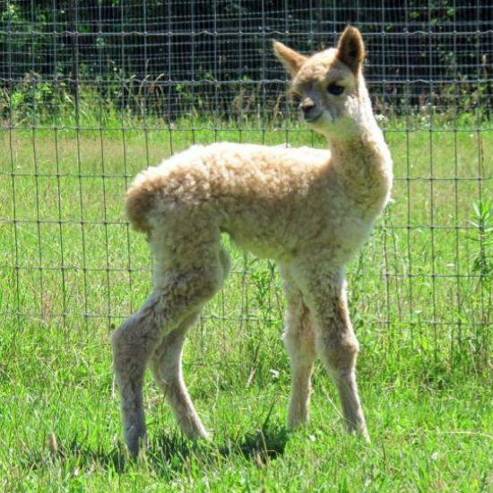 A family alpaca farm in Eastern Ontario that loves sharing the shear elegance of alpacas with others.
