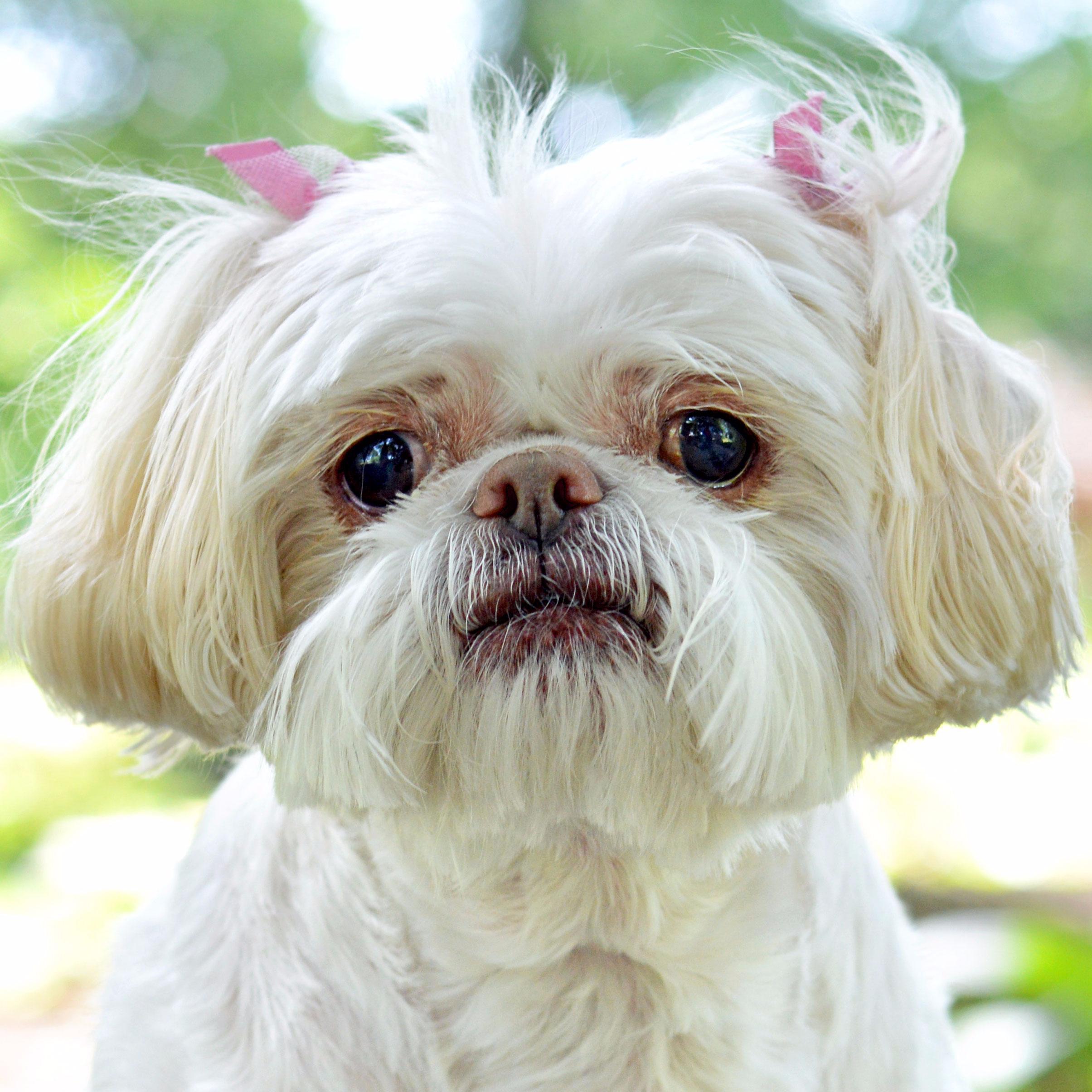 I'm a very busy Shih Tzu.  I love squeaky toys!!!  My sis was @lexiloudog.