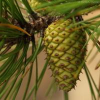 PineBarrensAlliance (@savepines) 's Twitter Profile