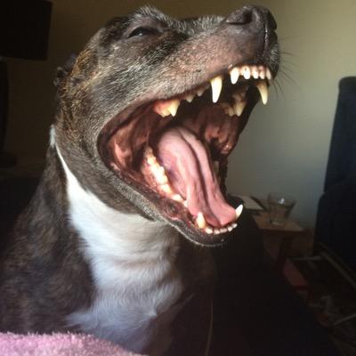 evie_7001's profile picture. hi I’m into music and love animals. 🎶🎵🎸🥁🎤🎹🎺🎷