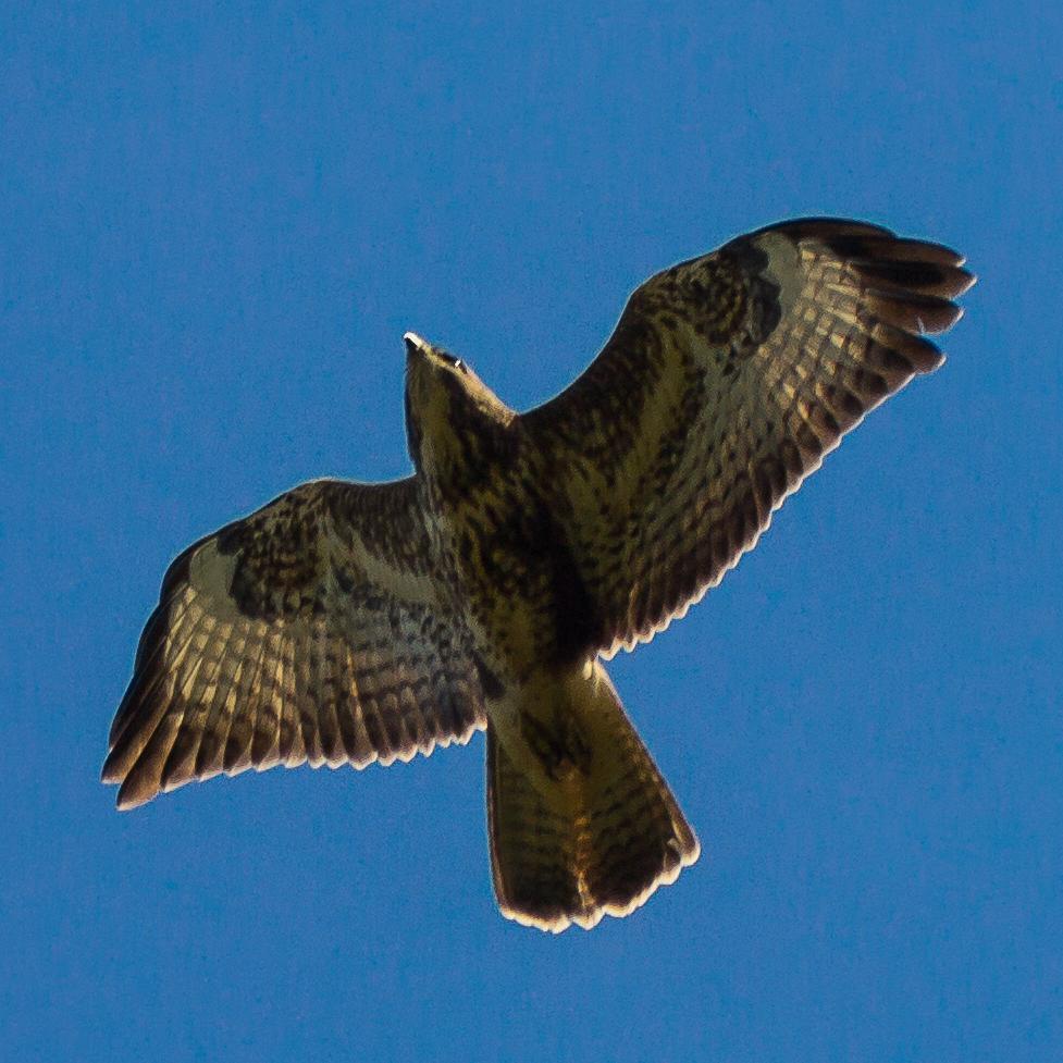 Keen amateur wildlife photographer living in west London