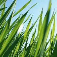 Grass Roots (@grassrootrevolt) 's Twitter Profile