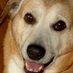 Bluepup (@bluepup2) Twitter profile photo